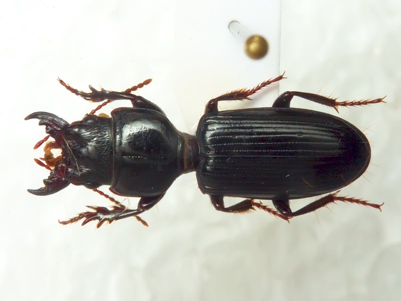 Carabidae Latreille, 1802